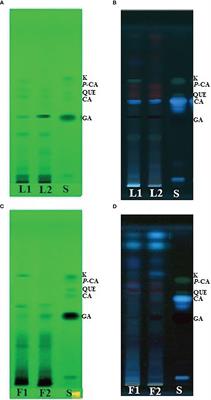 Quantitative analysis of polyphenolic compounds in two different cultivars of marigold (Tagetes erecta L.) using high-performance thin-layer chromatography